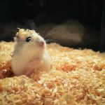 ce-este-nisipul-pentru-un-hamster-cum-sa-organizati-o.jpg