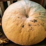 cum-sa-gatesti-dovleac-pentru-un-fel-de-mancare-dulce.jpg