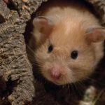 cum-sa-intelegeti-ca-un-hamster-este-inghesuit-in-cusca.jpg