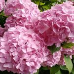 cum-sa-taiati-hortensia-in-toamna-secrete-de-pregatire-pentru.jpg