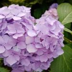 de-ce-hortensia-nu-ar-trebui-taiata-toamna-principala-greseala.jpg