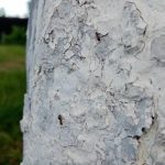 de-ce-sa-albesti-copacii-toamna-principala-greseala-a-gradinarilor.jpg