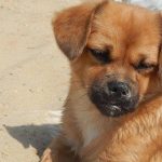 de-ce-tamponeaza-un-animal-de-companie-inainte-de-culcare.jpg