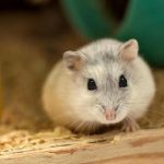 de-ce-un-hamster-construieste-un-cuib-cum-sa-distingem.jpg
