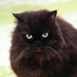 purring-and-stomping-de-ce-pisica-ta-te-framanta-cu.jpg