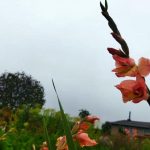 ce-sa-adaugati-in-groapa-atunci-cand-plantati-gladiole-secretul.jpg